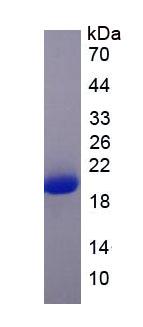 Figure 3. SDS-PAGE
