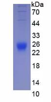 Mouse Interleukin 2 (IL2), Active Protein