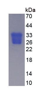 Figure 3. SDS-PAGE
