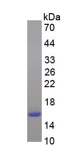 Figure 3. SDS-PAGE