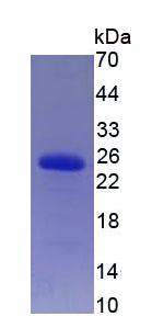 Figure 3. SDS-PAGE