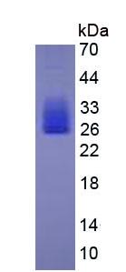 Figure 3. SDS-PAGE