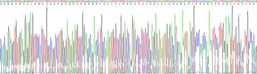 Eukaryotic Procollagen III N-Terminal Propeptide (PIIINP), RPU54757