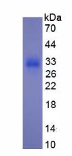 Figure 3. SDS-PAGE