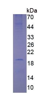 Figure 3. SDS-PAGE