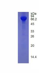 Figure 3. SDS-PAGE