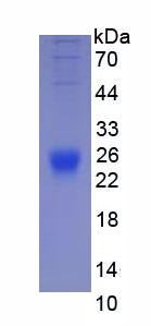 Figure 3. SDS-PAGE