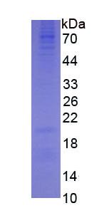 Figure 3. SDS-PAGE