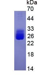 Figure 3. SDS-PAGE