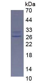 Figure 2. SDS-PAGE