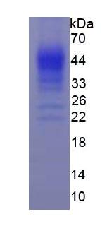 Figure 3. SDS-PAGE