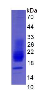 Figure 3. SDS-PAGE