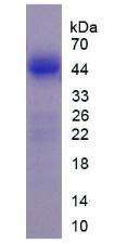 Figure 3. SDS-PAGE