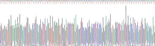 Human Fibronectin Type III Domain Containing Protein 5 (FNDC5), Active Protein