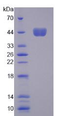 Figure 2. SDS-PAGE