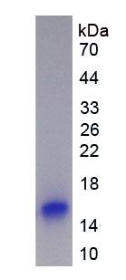 Figure 2. SDS-PAGE