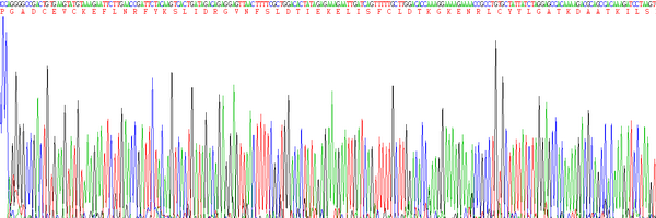 Eukaryotic Cerebral Dopamine Neurotrophic Factor (CDNF), RPU54780