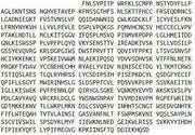 Eukaryotic Leptin Receptor (LEPR), RPU54783