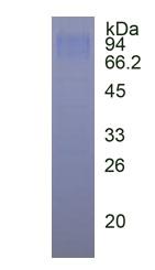 Figure 3. SDS-PAGE