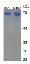 Figure 2. SDS-PAGE
