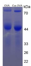 Figure 3. SDS-PAGE