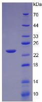 Figure 3. SDS-PAGE