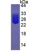 Figure 3. SDS-PAGE