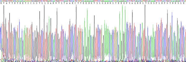 Eukaryotic Kallikrein 9 (KLK9), RPU54789
