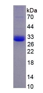 Figure 3. SDS-PAGE