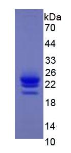 Figure 3. SDS-PAGE