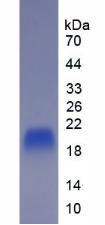 Figure 3. SDS-PAGE