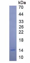 Human Insulin Like Growth Factor 1 (IGF1), Active Protein