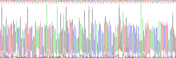 Eukaryotic Fatty Acid Binding Protein 4 (FABP4), RPU54795