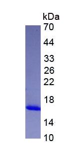 Figure 3. SDS-PAGE