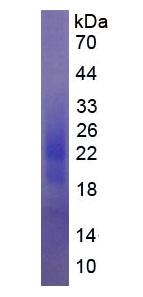 Figure 2. SDS-PAGE