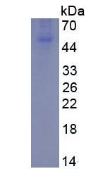 Figure 3. SDS-PAGE