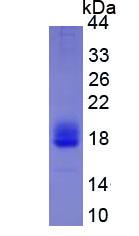 Figure 3. SDS-PAGE