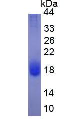Figure 3. SDS-PAGE