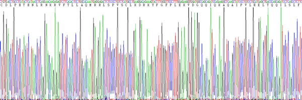 Eukaryotic Rat Interferon Alpha (IFNa)