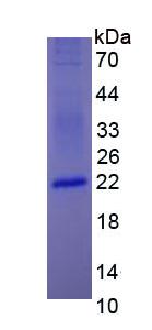 Figure 3. SDS-PAGE
