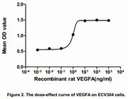The dose-effect curve of VEGFA was shown in Figure 2. It was obvious that VEGFA significantly promoted cell proliferation of ECV304 cells. The ED50 for this effect is typically 5.58 to 9.98 ng/mL.
