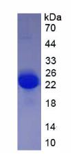 Rat Vascular Endothelial Growth Factor A (VEGFA), Active Protein