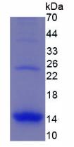 Figure 3. SDS-PAGE