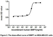 The dose-effect curve of BMP7 was shown in Figure 2. It was obvious that BMP7 significantly promoted cell proliferation of MDA-MB-231 cells. The ED50 for this effect is typically 3.483 to 9.017 ng/mL.
