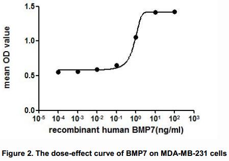 The dose-effect curve of BMP7 was shown in Figure 2. It was obvious that BMP7 significantly promoted cell proliferation of MDA-MB-231 cells. The ED50 for this effect is typically 3.483 to 9.017 ng/mL.