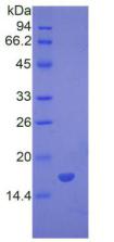 Figure 3. SDS-PAGE