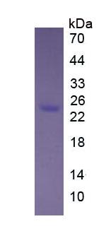 Figure 3. SDS-PAGE
