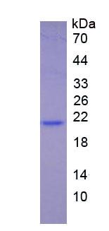 Figure 3. SDS-PAGE