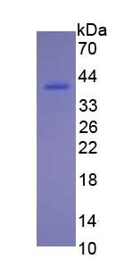 Figure 3. SDS-PAGE