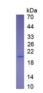 Figure 3. SDS-PAGE
